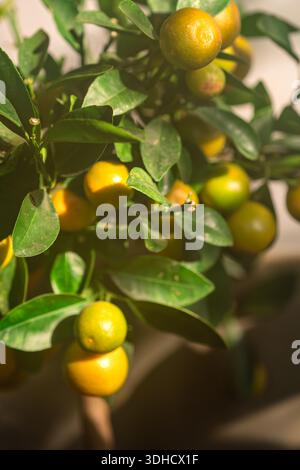 Ripe tangerines hang on a small tree in a garden. Bright sunlight shines on the leaves, creating a vibrant scene of fruit and foliage. Stock Photo