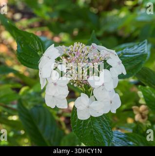 Teller-Hortensie (Hydrangea macrophylla 'Lanarth White') Stock Photo