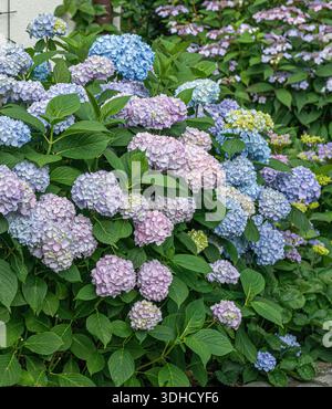 Garten-Hortensie (Hydrangea macrophylla ENDLESS SUMMER) Stock Photo