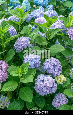 Garten-Hortensie (Hydrangea macrophylla ENDLESS SUMMER) Stock Photo