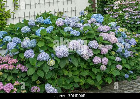 Garten-Hortensie (Hydrangea macrophylla ENDLESS SUMMER) Stock Photo