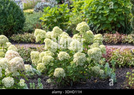 Zwerg-Rispen-Hortensie (Hydrangea paniculata LITTLE LIME) Stock Photo