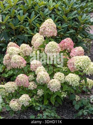 Zwerg-Rispen-Hortensie (Hydrangea paniculata LITTLE LIME) Stock Photo
