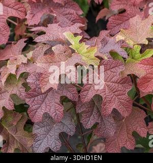 Eichenblatt-Hortensie (Hydrangea quercifolia 'Ruby Slippers') Stock Photo