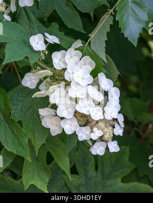 Eichenblatt-Hortensie (Hydrangea quercifolia SNOW QUEEN) Stock Photo