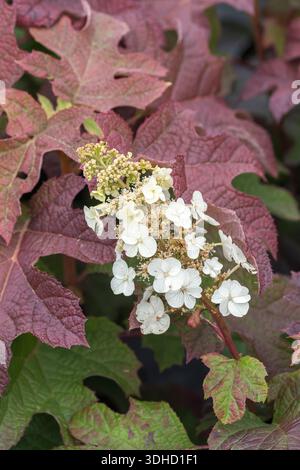 Eichenblatt-Hortensie (Hydrangea quercifolia 'Ruby Slippers') Stock Photo