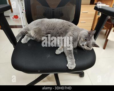 Gray cat lounging comfortably on an office chair Stock Photo