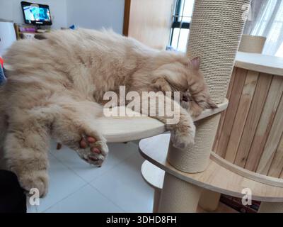 A fluffy orange cat sleeping peacefully on a cat tree in a cozy home setting Stock Photo