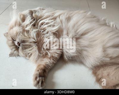 A fluffy Persian cat sleeping peacefully on a tiled floor Stock Photo
