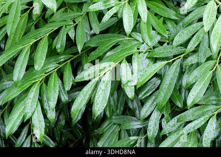 Lorbeer-Kirsche (Prunus laurocerasus 'Schipkaensis Macrophylla' Stock Photo  - Alamy