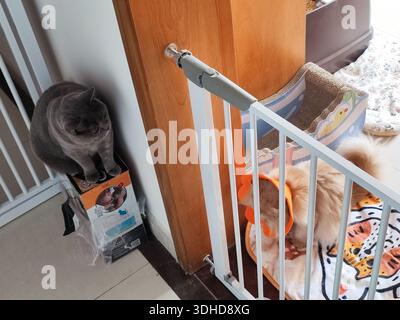 Gray Cat Perched on Box Near Pet Gate with Fluffy Dog Behind Stock Photo