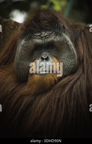 Close-up portrait of an adult Orangutan with expressive facial features and thick reddish-brown hair in a natural environment. Stock Photo