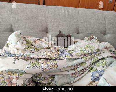 A cozy gray cat sleeping under a floral blanket on a sofa Stock Photo
