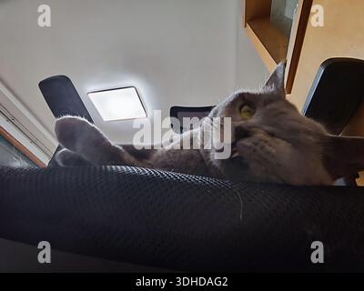 A gray cat lounging on a chair, looking up with wide eyes Stock Photo
