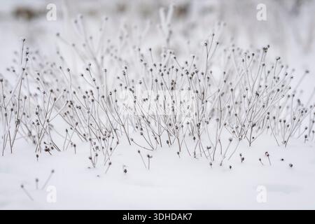 Dried flowers covered with frost emerging from fresh snow in a quiet winter landscape. Minimalist winter nature background with frosted plants. Stock Photo