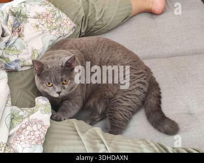 Gray British Shorthair cat resting on a couch beside a person's leg Stock Photo