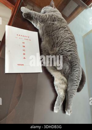 Gray cat lounging on glass table next to a Chinese document Stock Photo