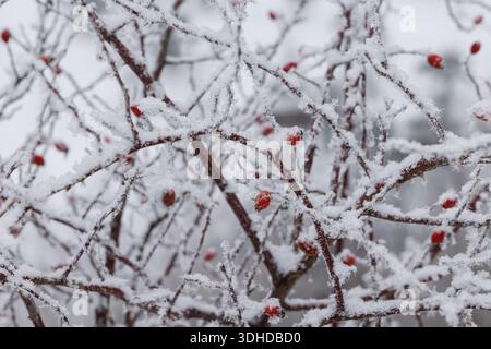 Frozen berries under a layer of frost, snow in cold winter Stock Photo