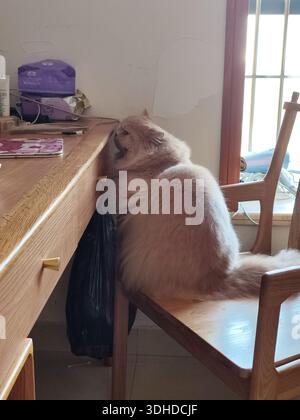 Fluffy cat curiously leaning over a wooden desk, peeking under the surface Stock Photo