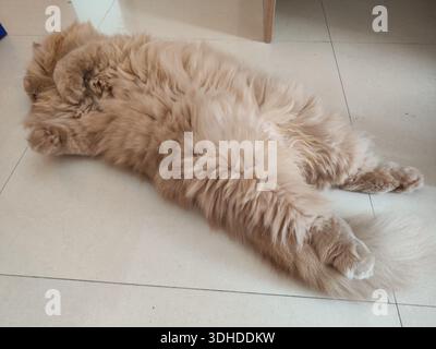 Fluffy ginger cat lying on its back on tiled floor Stock Photo