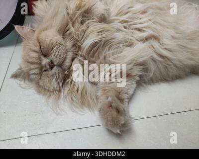 A fluffy Persian cat sleeping peacefully on a tiled floor Stock Photo