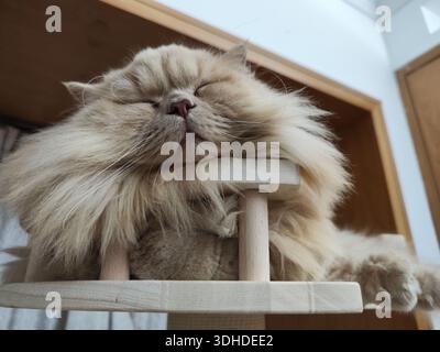 A fluffy Persian cat sleeping peacefully on a wooden cat tree Stock Photo