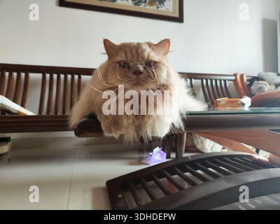 Fluffy Persian Cat Sitting on Wooden Bench in Cozy Living Room Stock Photo
