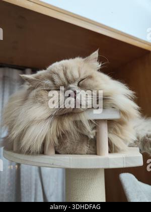 A fluffy Persian cat sleeping peacefully on a cat tree Stock Photo
