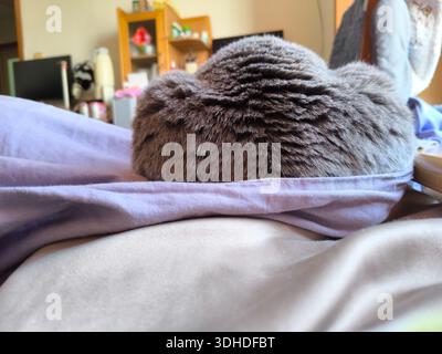 Cozy gray cat curled up on soft bedding, resting peacefully Stock Photo