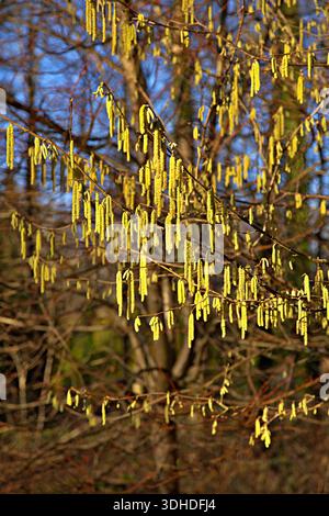 Catkins on a hazel tree in spring sunshine Stock Photo