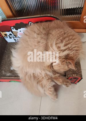 Fluffy ginger cat curled up and sleeping on a colorful cat bed Stock Photo