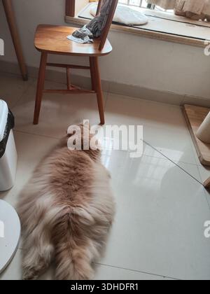Fluffy ginger cat resting on tiled floor near wooden chair Stock Photo
