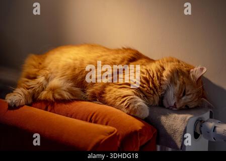 Orange tabby cat curled on a warm radiator, sleeping peacefully and soaking up heat cozy, contented housecat enjoying a tranquil indoor nap on a chilly day Stock Photo