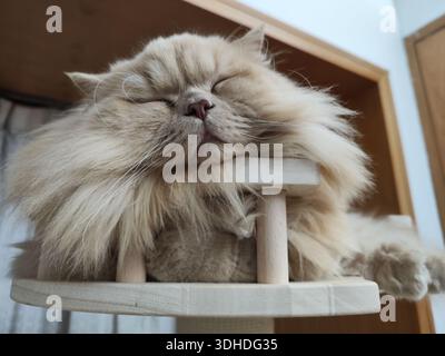 A fluffy Persian cat peacefully sleeping on a wooden cat tree Stock Photo