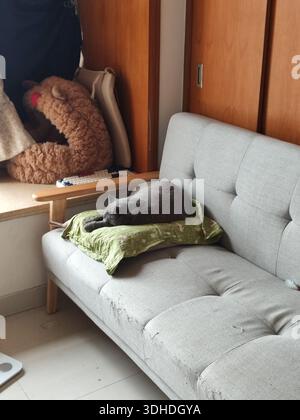 Gray cat sleeping peacefully on a green pillow atop a light gray sofa in a cozy home setting Stock Photo
