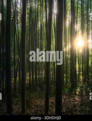 View of towering bamboo stalks reach for the sky, illuminated by a radiant burst of sunlight filtering through the dense canopy, Kyoto, Kyoto, Japan. Stock Photo