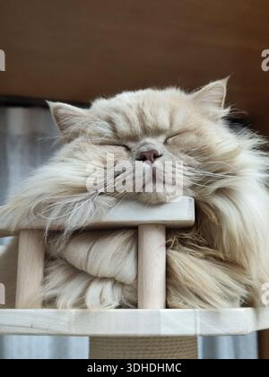 A fluffy Persian cat peacefully sleeping on a wooden cat tree Stock Photo
