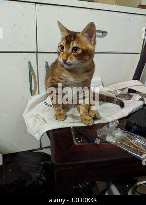 Adorable Bengal kitten sitting on a table in a kitchen Stock Photo