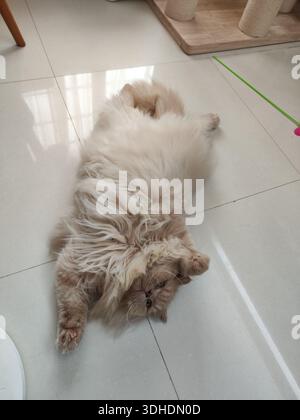 Fluffy Persian cat lying on its back on a tiled floor, looking relaxed and playful Stock Photo