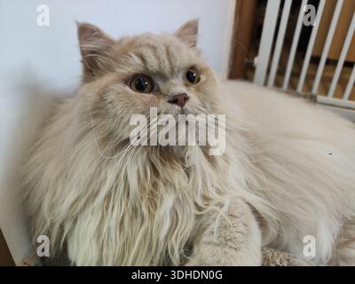 Fluffy Persian Cat Lying Comfortably on Floor Stock Photo