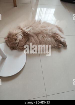 Fluffy ginger cat sleeping on tiled floor next to white table base Stock Photo