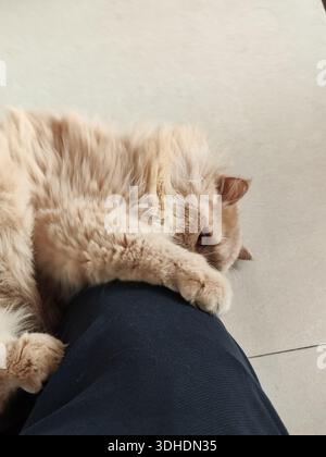 Fluffy ginger cat resting on a person's leg, looking relaxed and cozy Stock Photo
