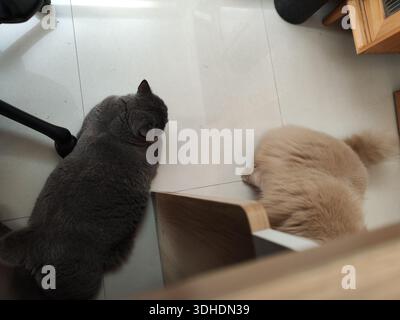 Two Cats Resting on a Tile Floor in a Home Setting Stock Photo