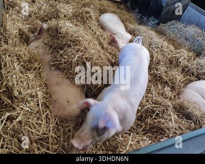 Piglets resting in straw bedding on a farm Stock Photo