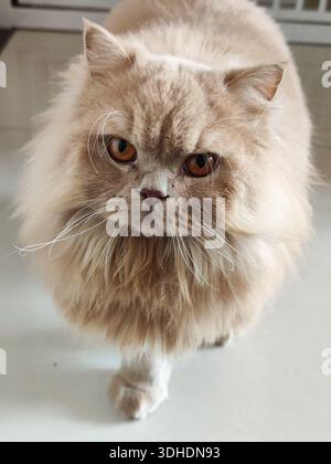 Fluffy Persian Cat with Expressive Eyes Staring Down Stock Photo