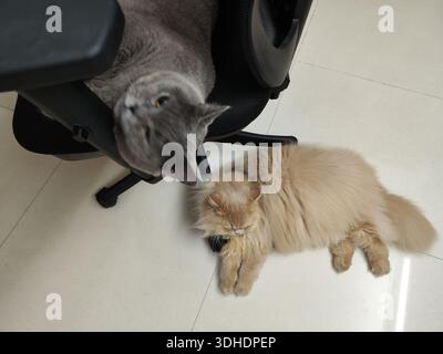 Two Cats Interacting — Gray Cat on Office Chair and Fluffy Ginger Cat on Floor Stock Photo