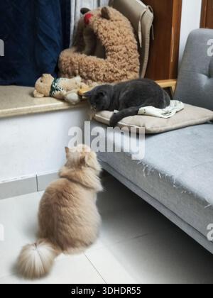 Two Cats Interacting in a Cozy Living Room with Stuffed Toys Stock Photo