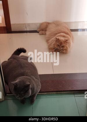 Two Fluffy Cats Resting on Indoor Floors – One Gray, One Ginger Stock Photo