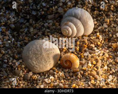 Macro of three seashells on sandy beach with pebbles, showing texture, color and natural arrangement. Stock Photo