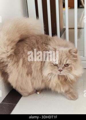 Fluffy Persian Cat with Puffed-Out Tail Sitting Near White Gate Stock Photo